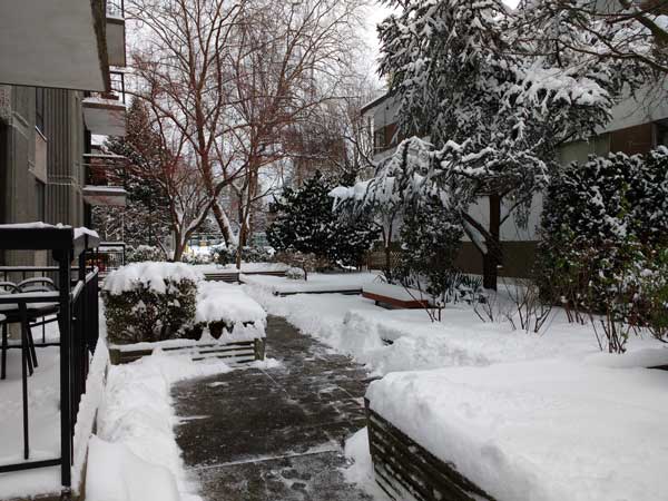 A winter scene around the side of an apartment building; several inches of snow has accumulated on the trees, bushes, and grass, but the walkway has been freshly shoveled.