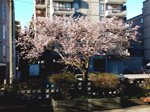 A spring scene at the back of an apartment building; a large cherry tree covered in pink blossoms frows from a large planter, overlooking the back lane with other apartment buildings in the background.